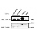 Rat Tissue Protein Lysates